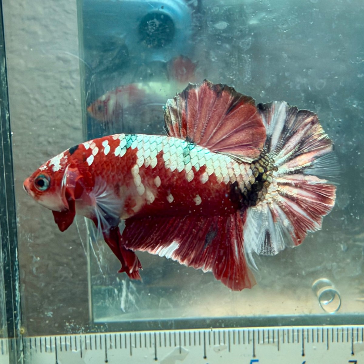 Plakat Red Koi Male Betta #Au84