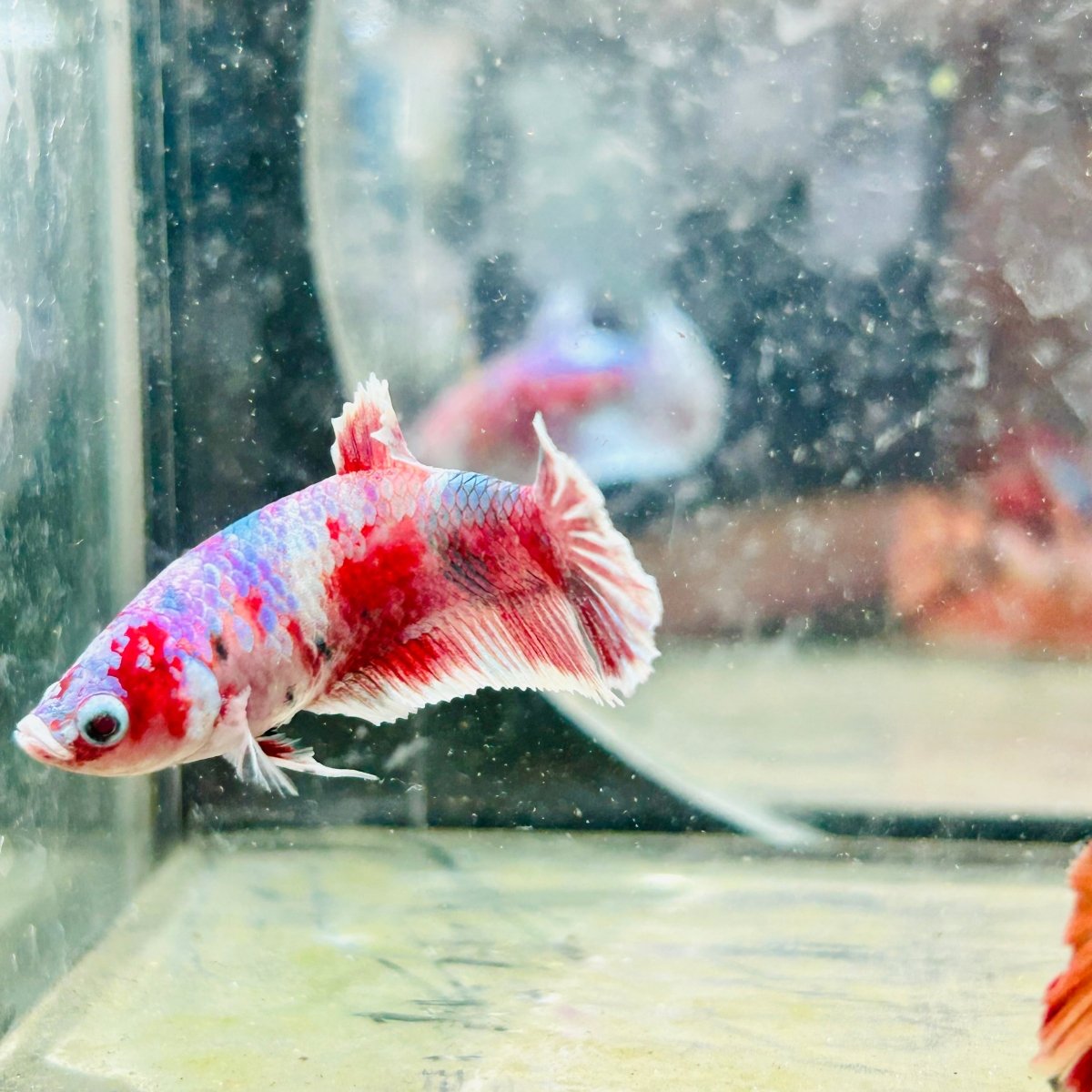 Plakat Red Koi Snow Female Betta 170