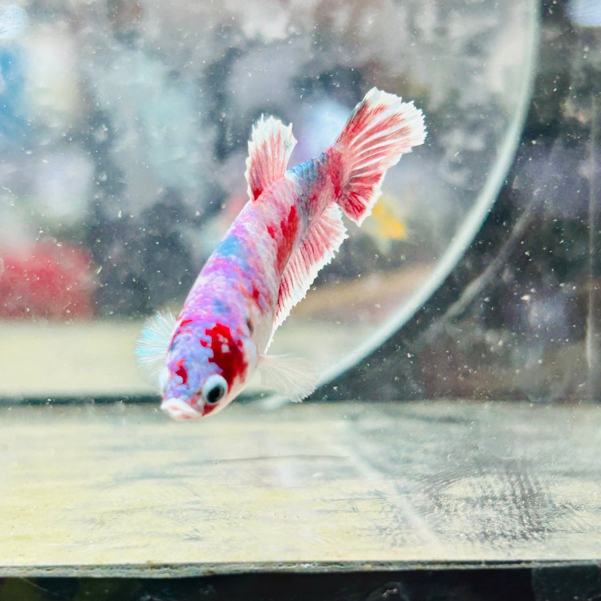 Plakat Red Koi Snow Female Betta 170