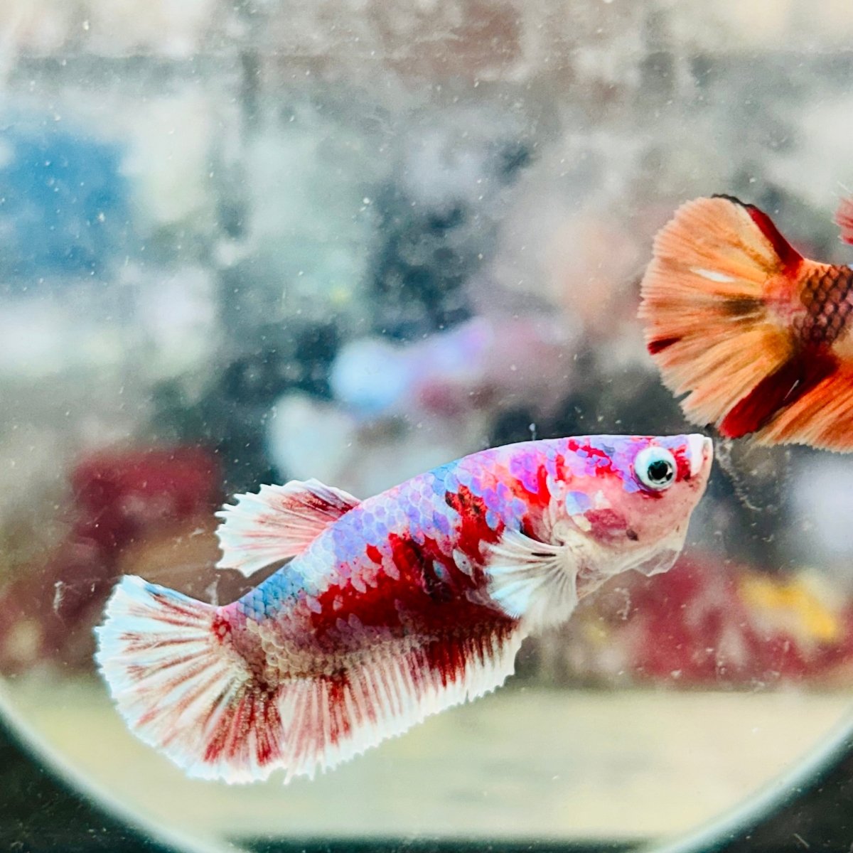 Plakat Red Koi Snow Female Betta 170