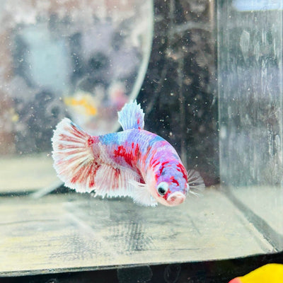 Plakat Red Koi Snow Female Betta 170