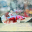Plakat Red Koi Snow Female Betta 170