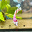 Plakat Red Koi Snow Female Betta 192