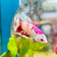 Plakat Red Koi Snow Female Betta 192