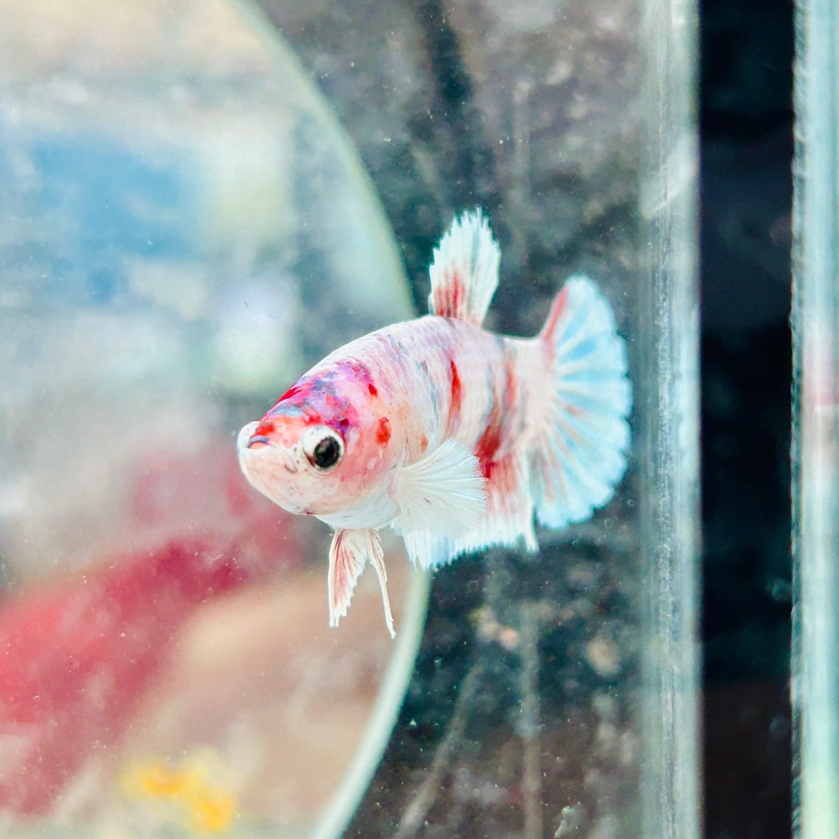 Plakat Red Koi Snow Female Betta 70
