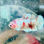 Plakat Red Koi Snow Female Betta 70