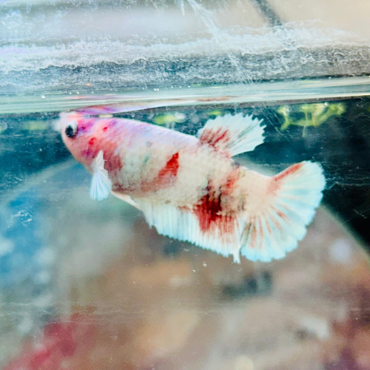 Plakat Red Koi Snow Female Betta 70