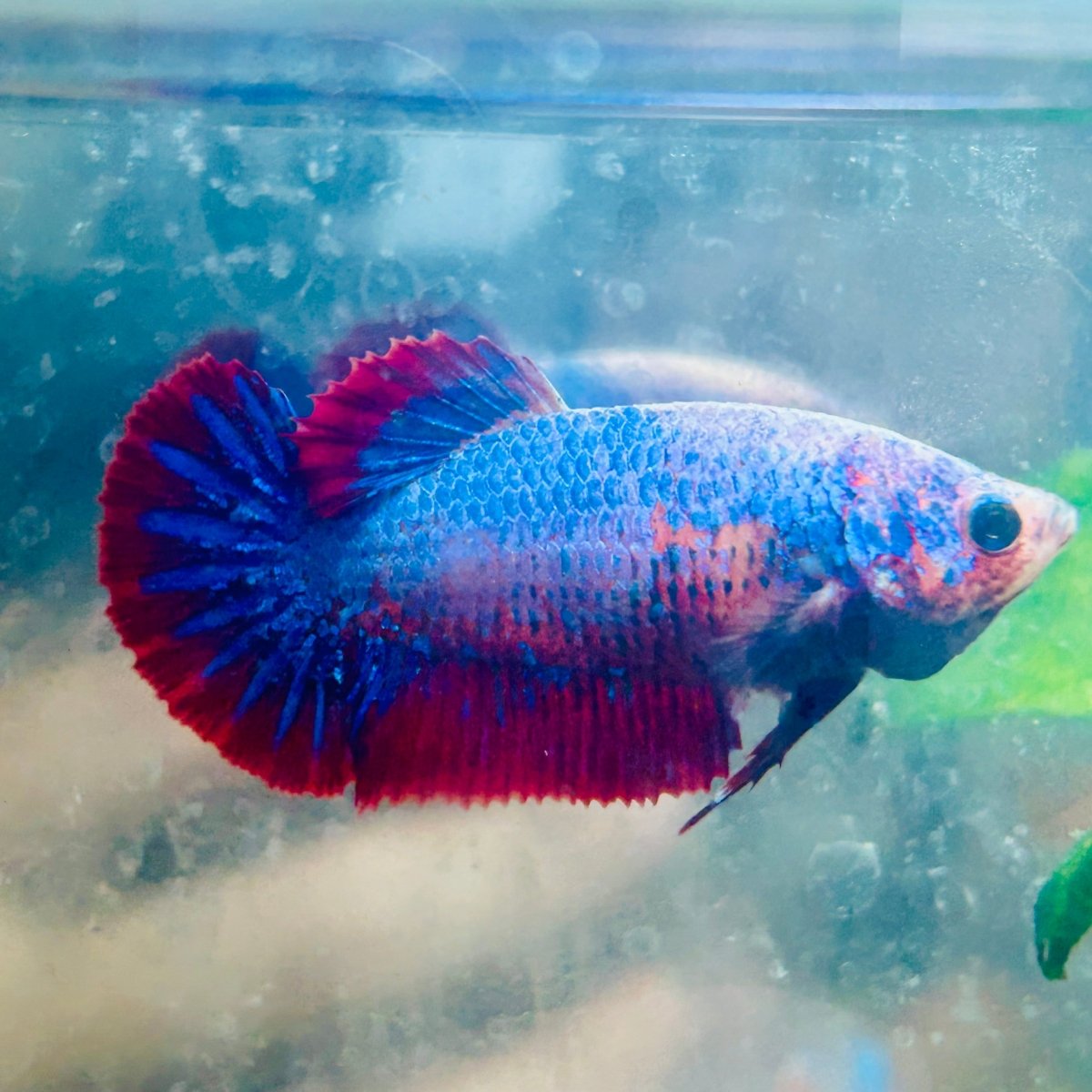 Betta hembra Plakat color amarillo mostaza mascota #073