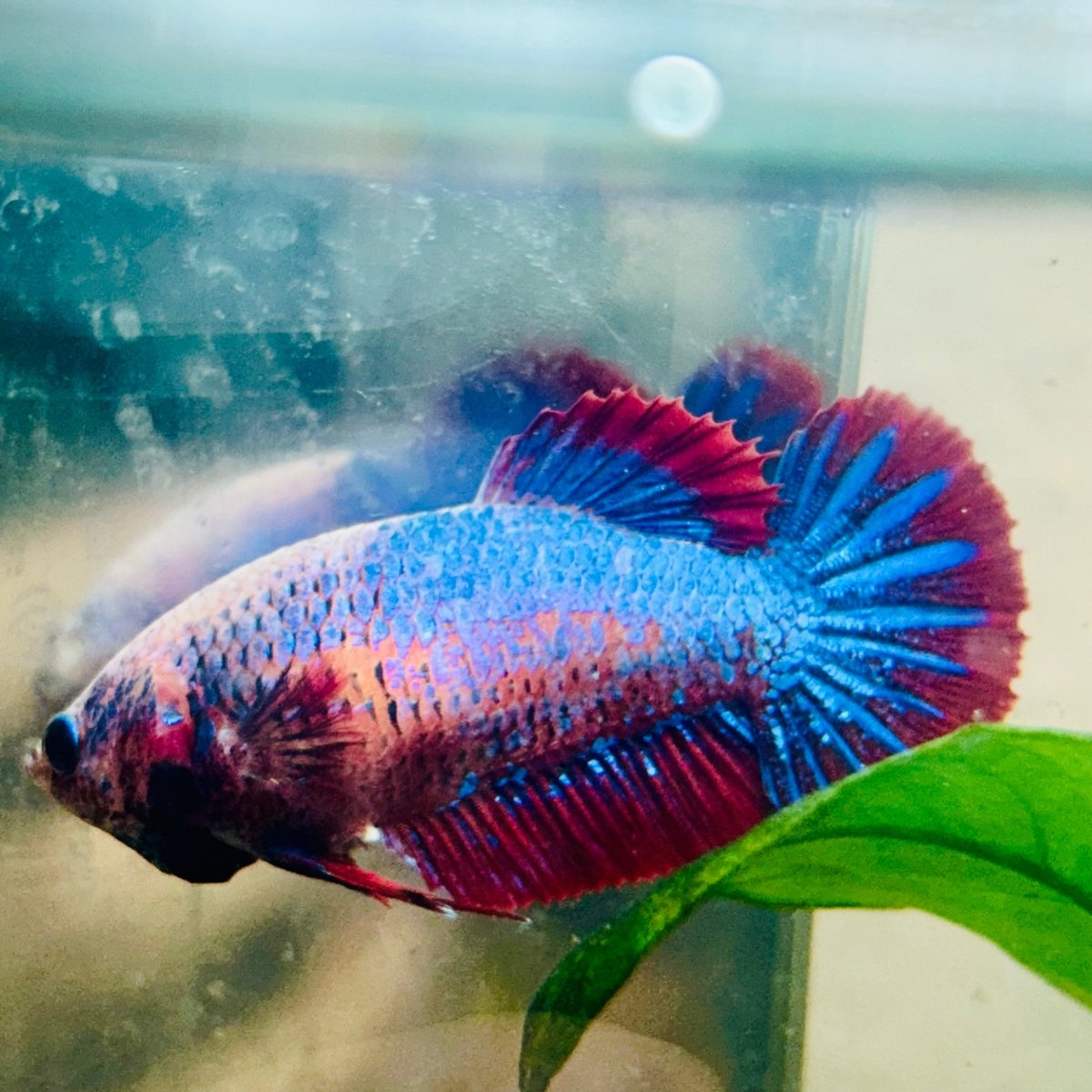 Betta hembra Plakat color amarillo mostaza mascota #073