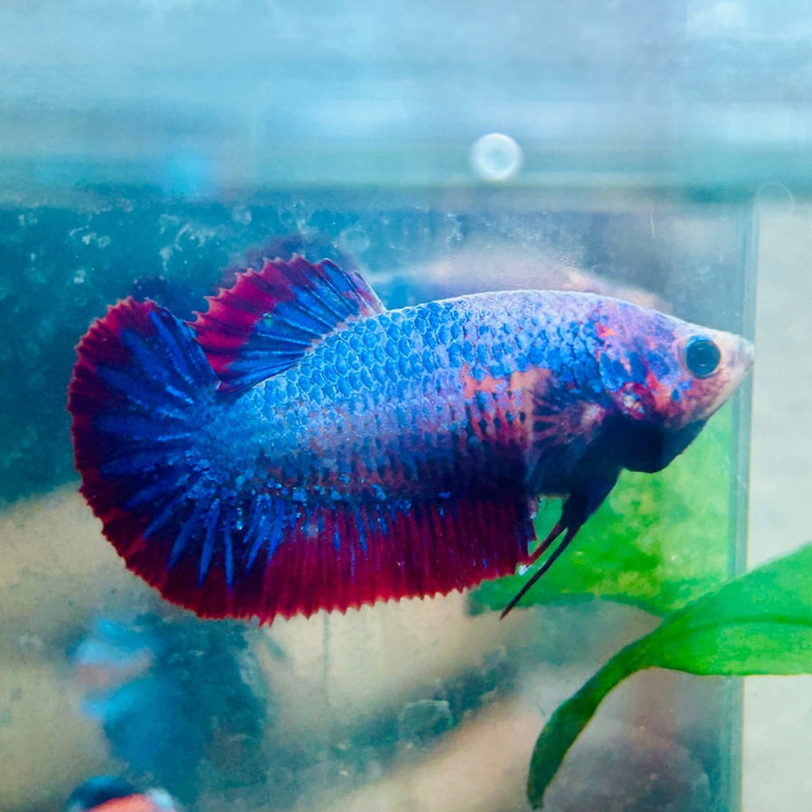 Plakat Red Mascot Female Betta 073 Live Betta Fish Female betta