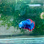 Plakat Red Mascot Female Betta 138 Female betta