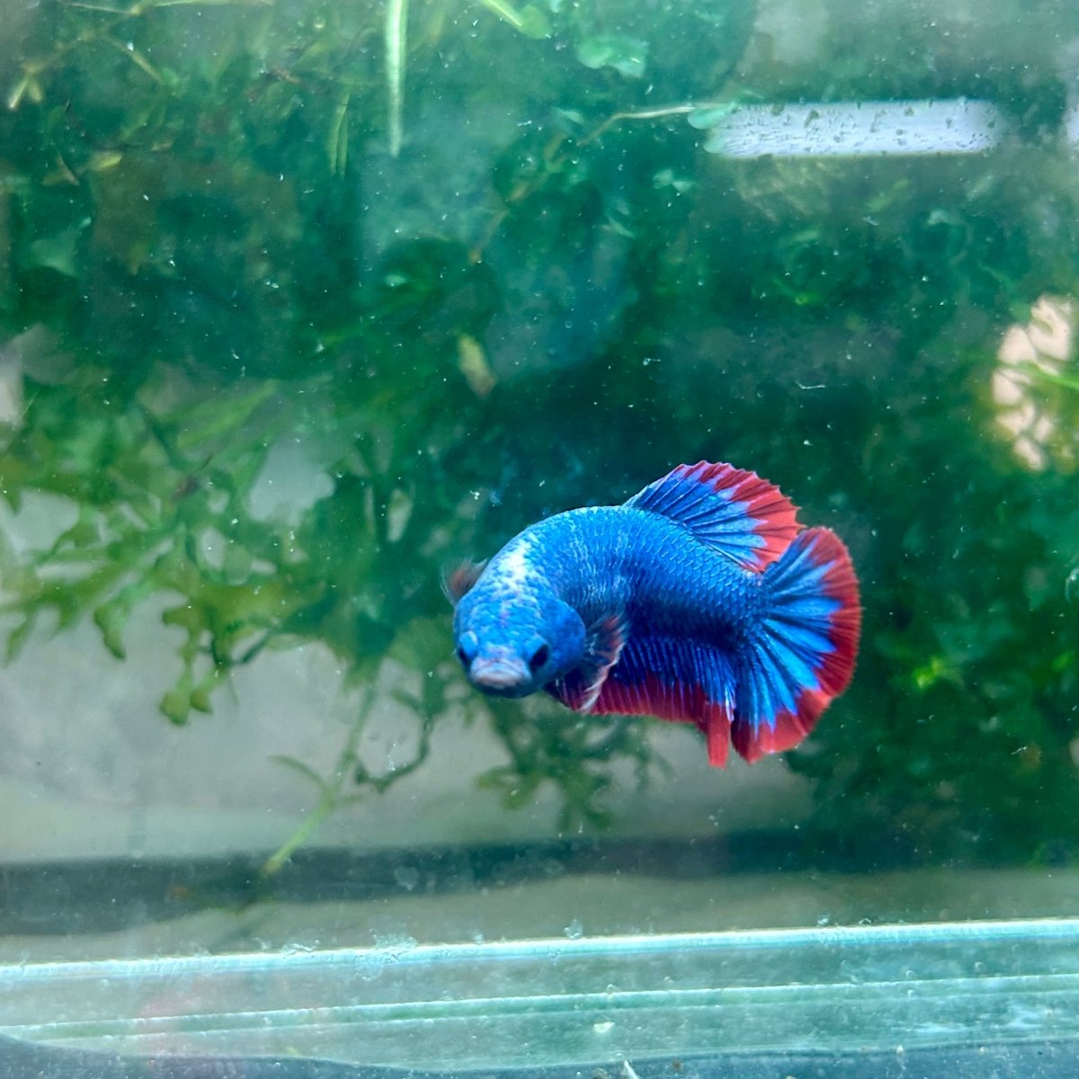 Plakat Red Mascot Female Betta 138 Female betta