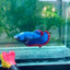 Plakat Red Mascot Female Betta 138 Female betta