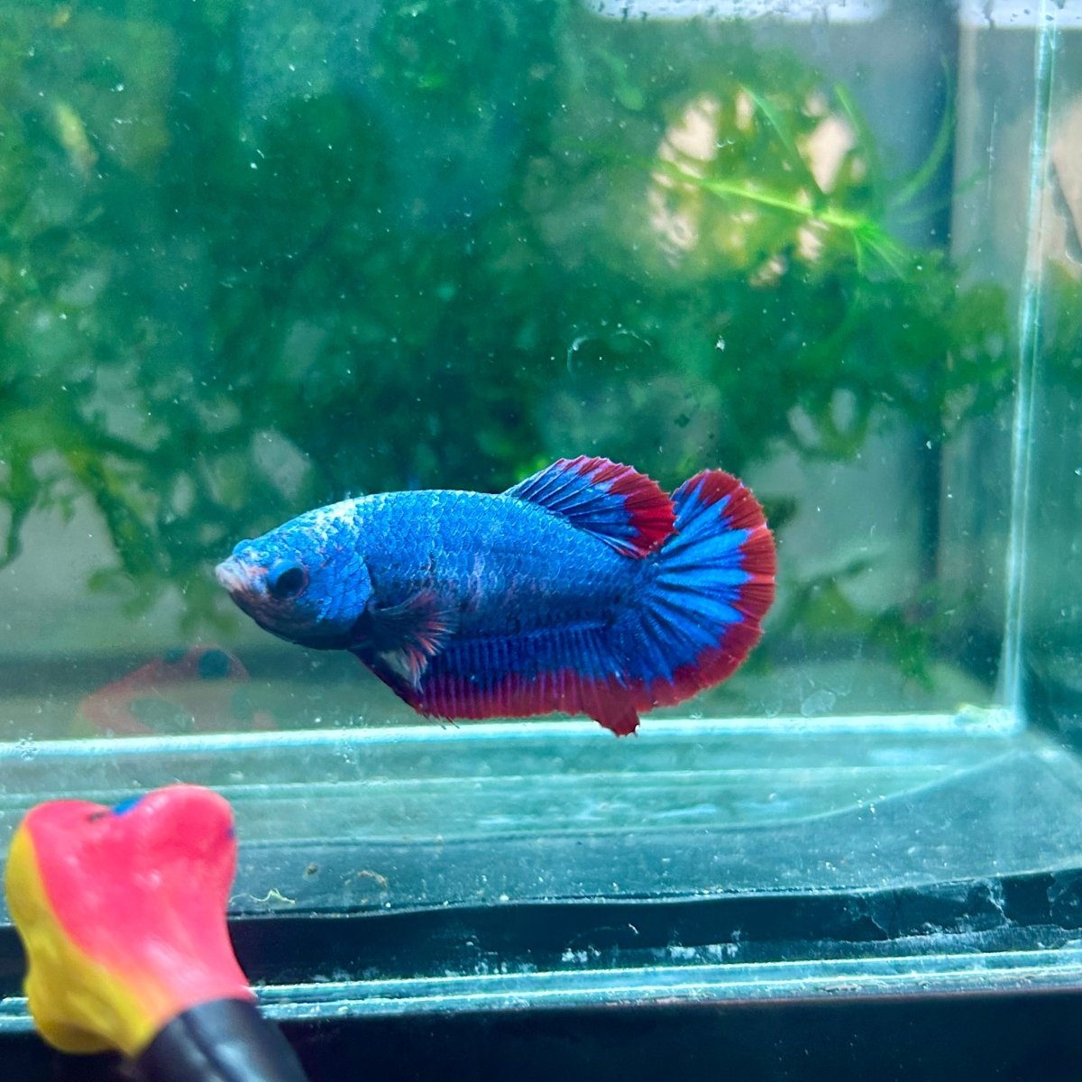 Plakat Red Mascot Female Betta 138 Female betta