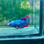 Plakat Red Mascot Female Betta 138 Female betta