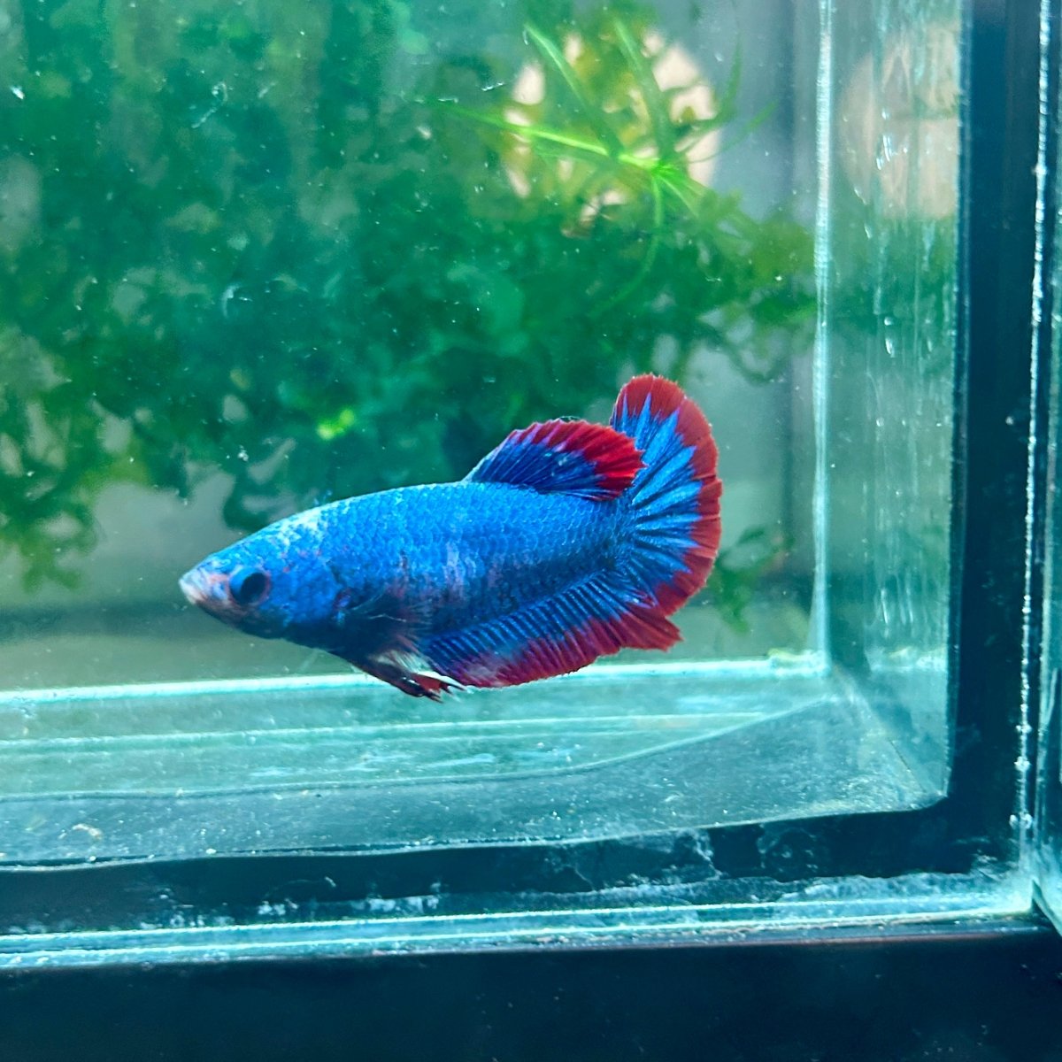 Plakat Red Mascot Female Betta 138 Female betta