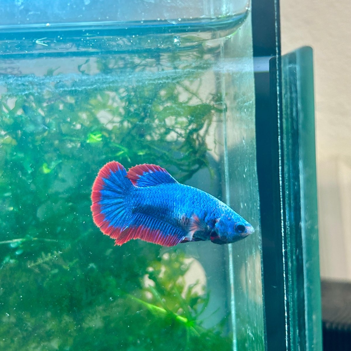 Plakat Red Mascot Female Betta 138 Female betta