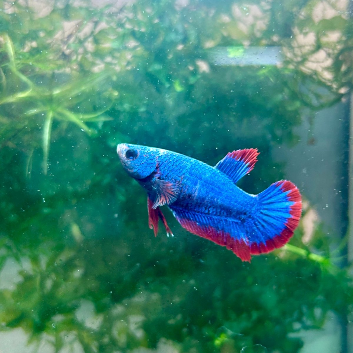 Plakat Red Mascot Female Betta 138 Female betta