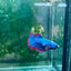 Plakat Red Mascot Female Betta 138 Female betta