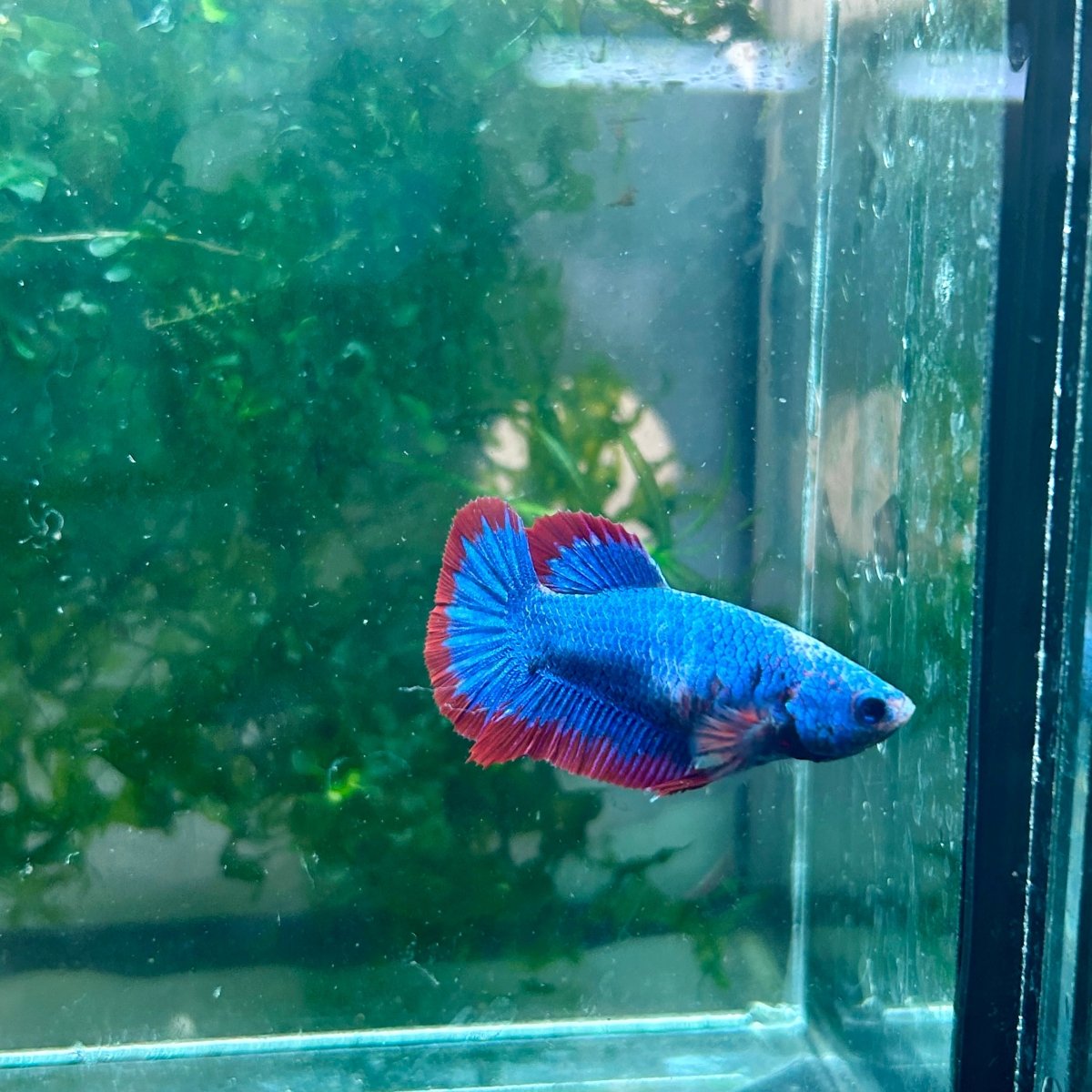 Plakat Red Mascot Female Betta 138 Female betta