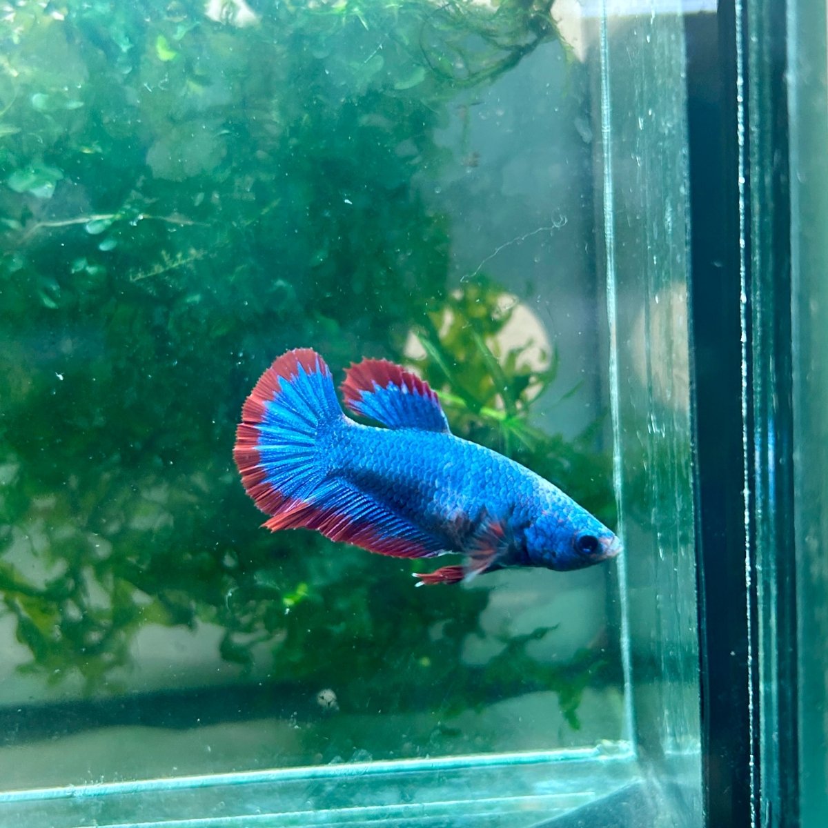 Plakat Red Mascot Female Betta 138 Female betta