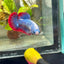 Plakat Red Mascot Female Betta 149 Female betta