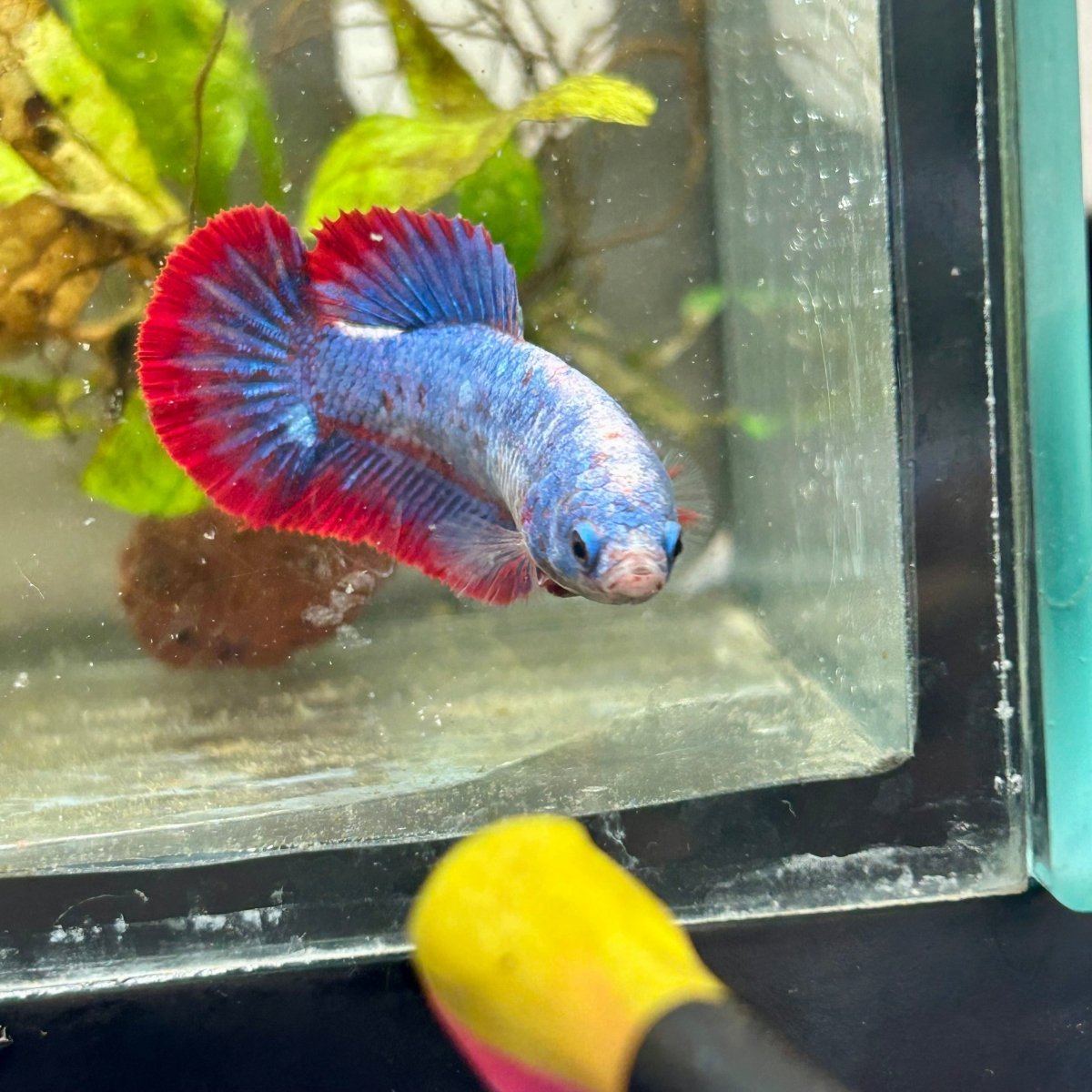 Plakat Red Mascot Female Betta #149