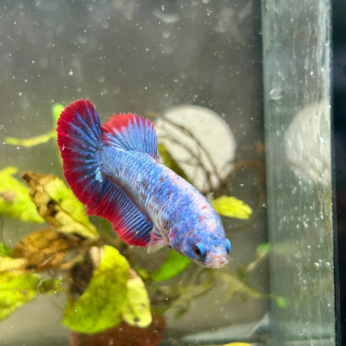 Plakat Red Mascot Female Betta #149