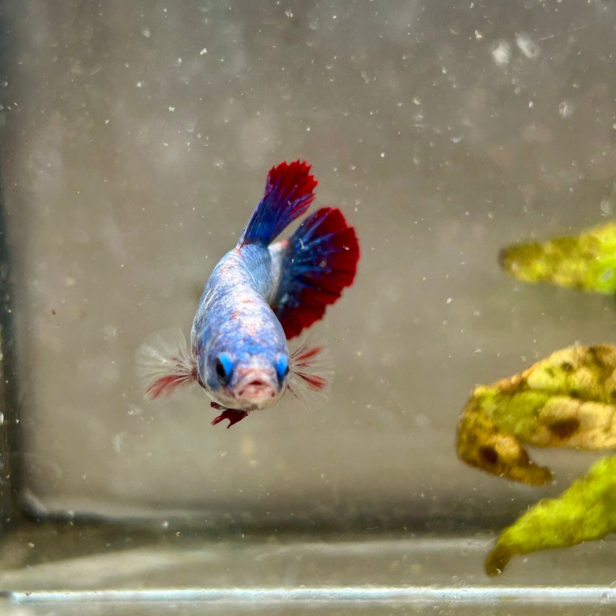 Plakat Red Mascot Female Betta #149