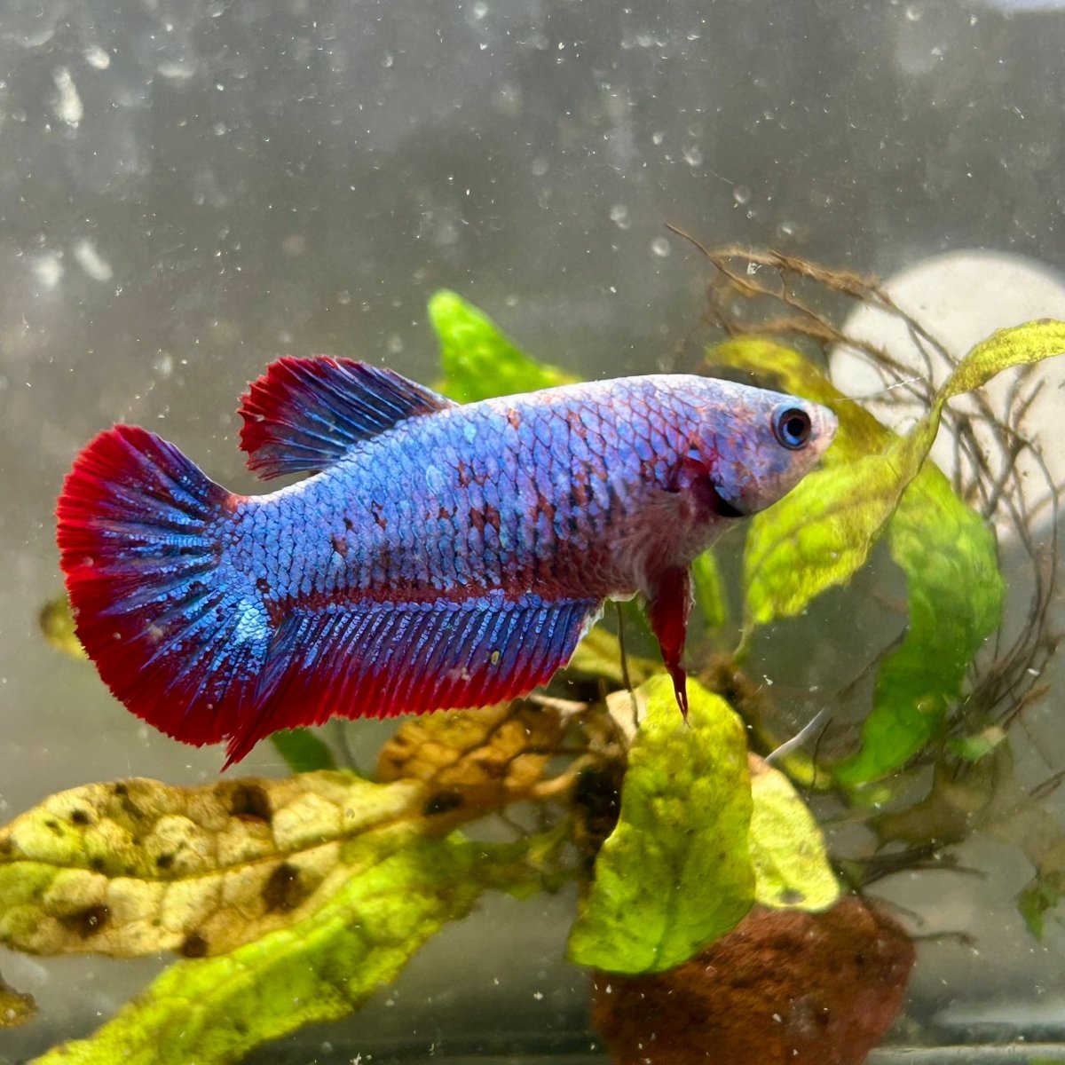 Plakat Red Mascot Female Betta #149