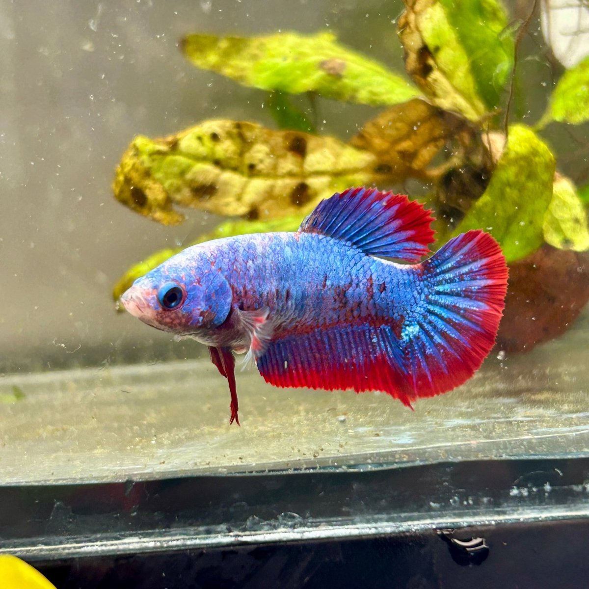 Plakat Red Mascot Female Betta #149