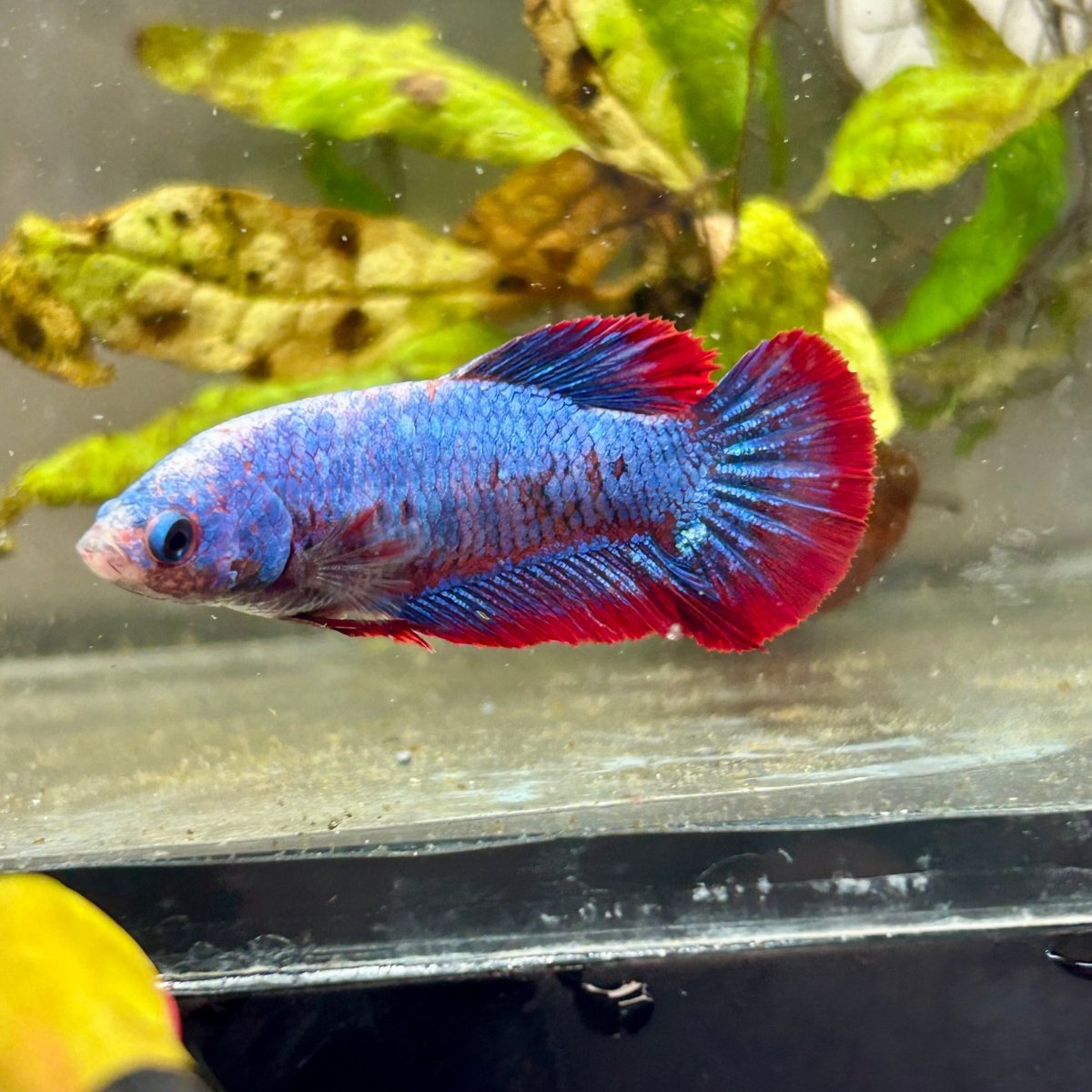 Plakat Red Mascot Female Betta #149
