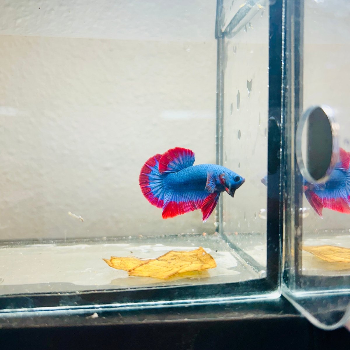 Plakat Red Mascot Male Betta 086