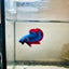Plakat Red Mascot Male Betta 086