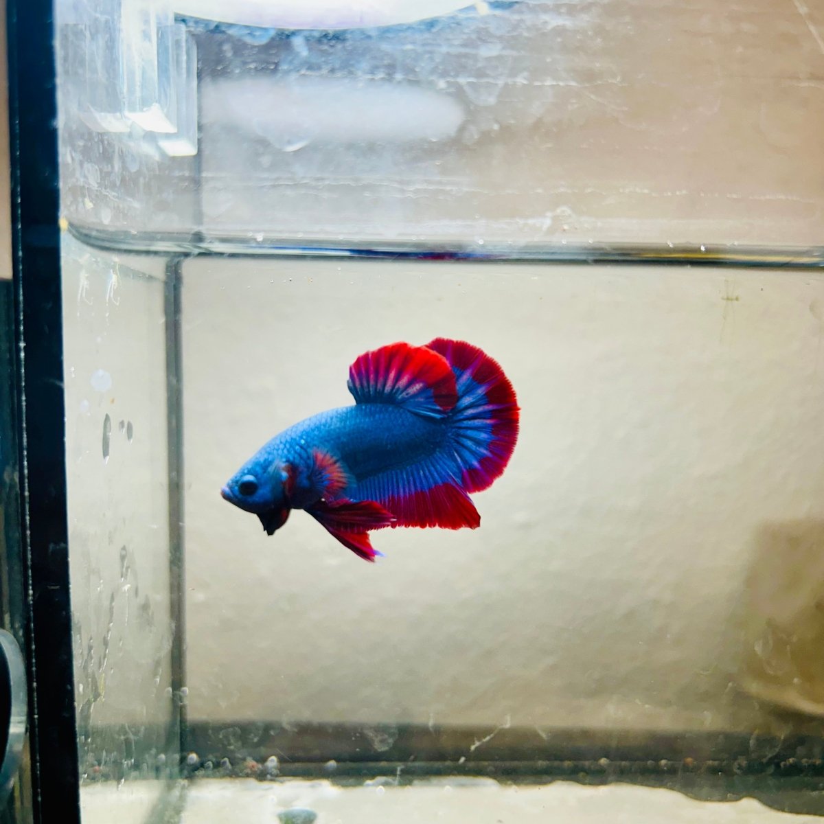Plakat Red Mascot Male Betta 086
