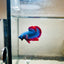 Plakat Red Mascot Male Betta 086