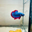 Plakat Red Mascot Male Betta 086