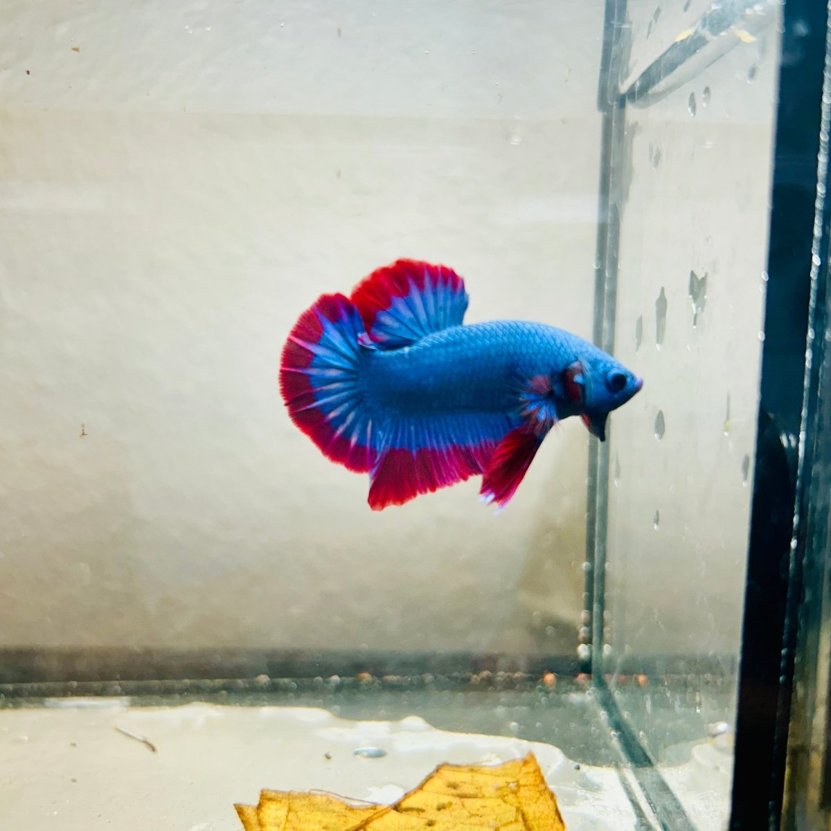 Plakat Red Mascot Male Betta 086
