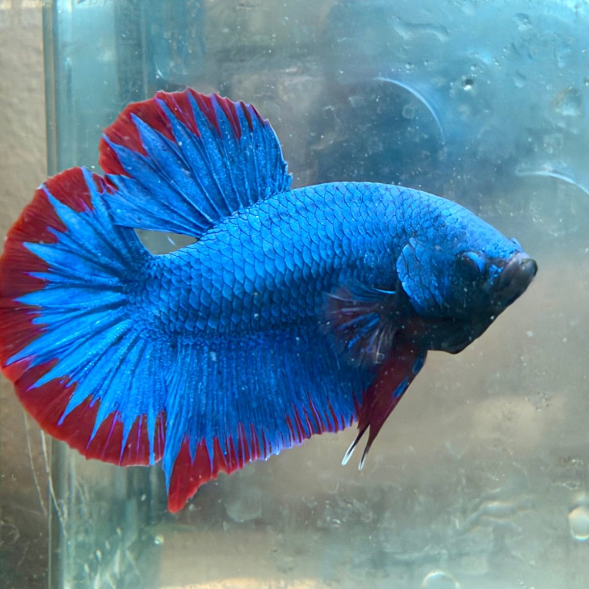 Betta macho de color rojo tipo Plakat, mascota #Au26