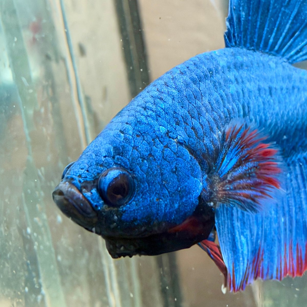 Betta macho de color rojo tipo Plakat, mascota #Au26