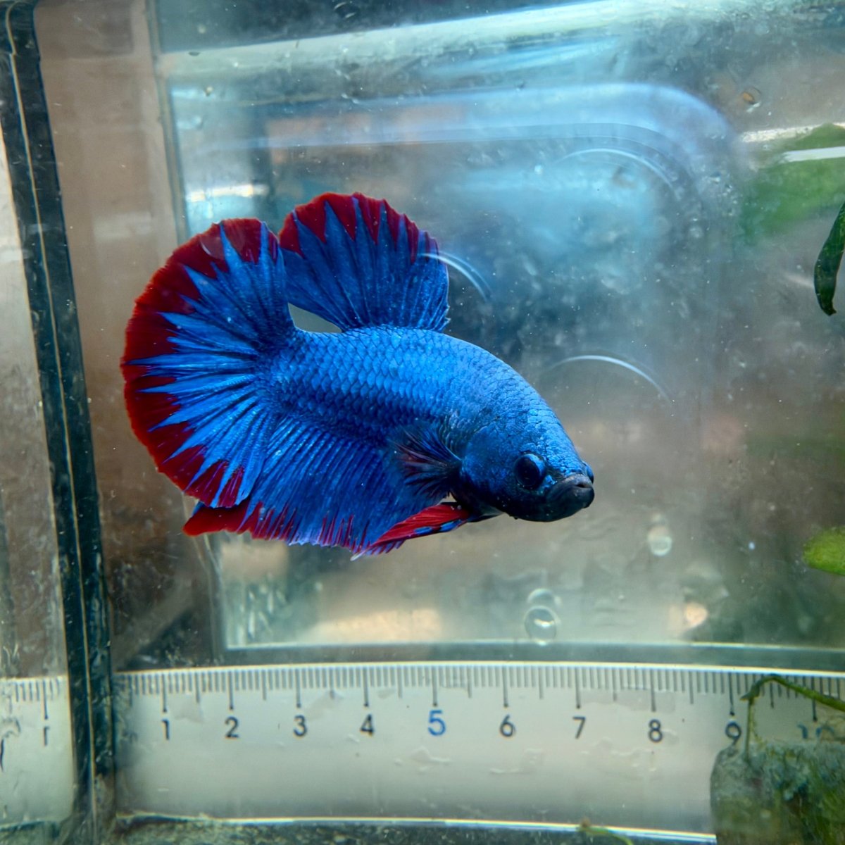 Betta macho de color rojo tipo Plakat, mascota #Au26