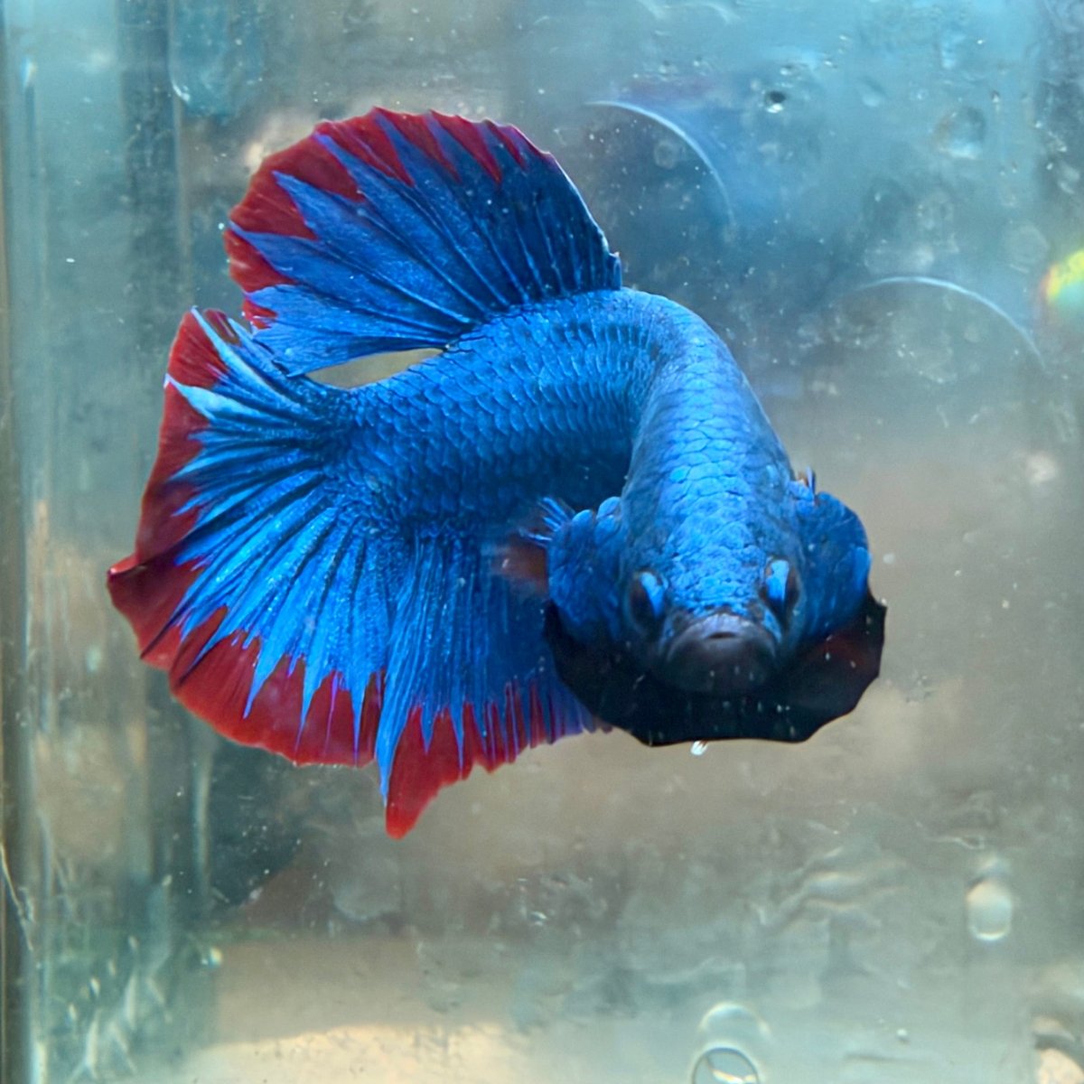 Betta macho de color rojo tipo Plakat, mascota #Au26