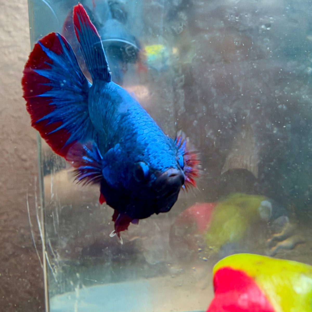 Betta macho de color rojo tipo Plakat, mascota #Au26