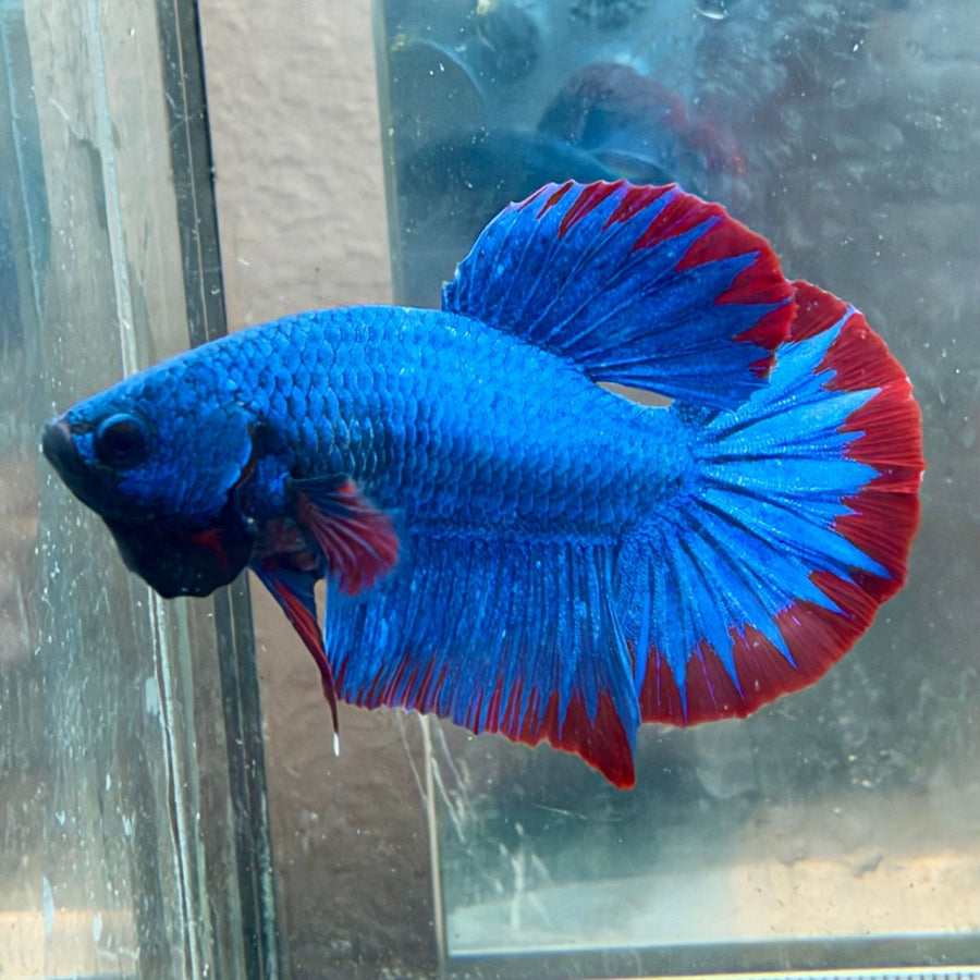 Plakat Red Mascot Male Betta #Au13 Male betta