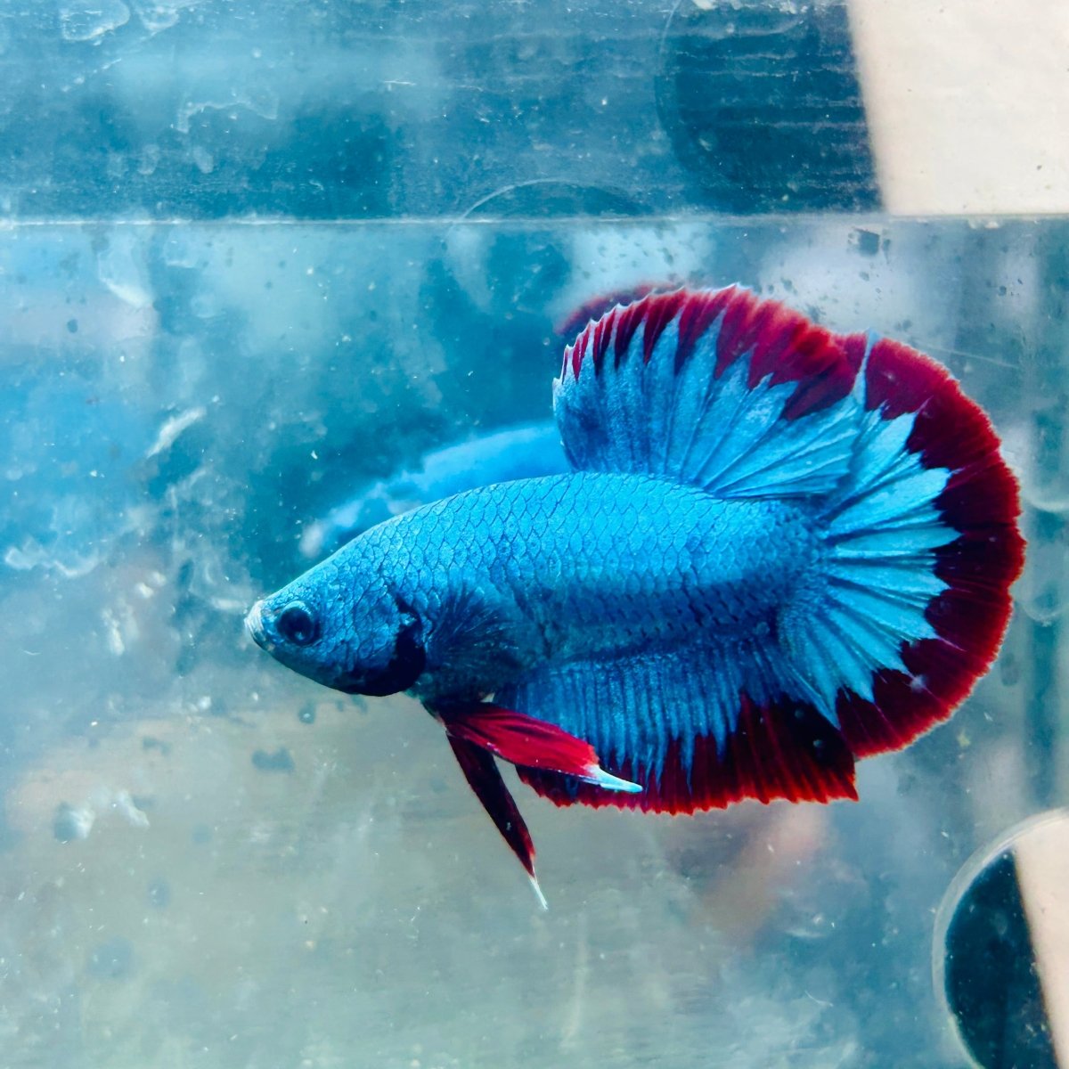 Betta macho de color rojo tipo Plakat, mascota #Au26