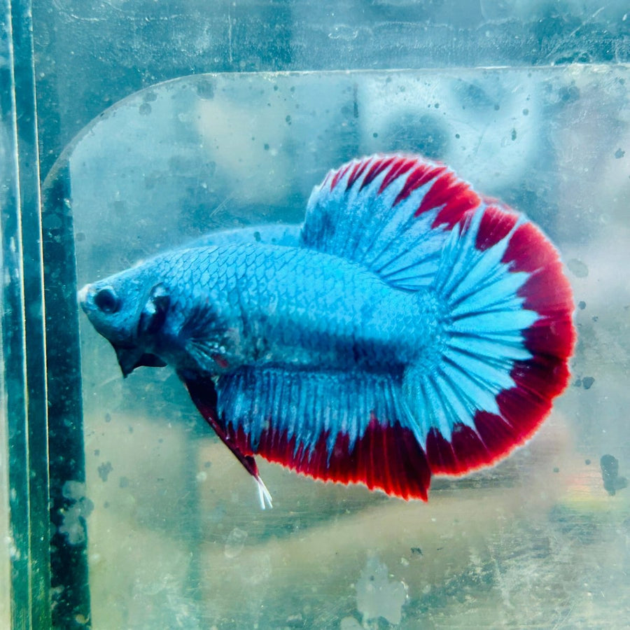 Plakat Red Mascot Male Betta Au26 Male betta