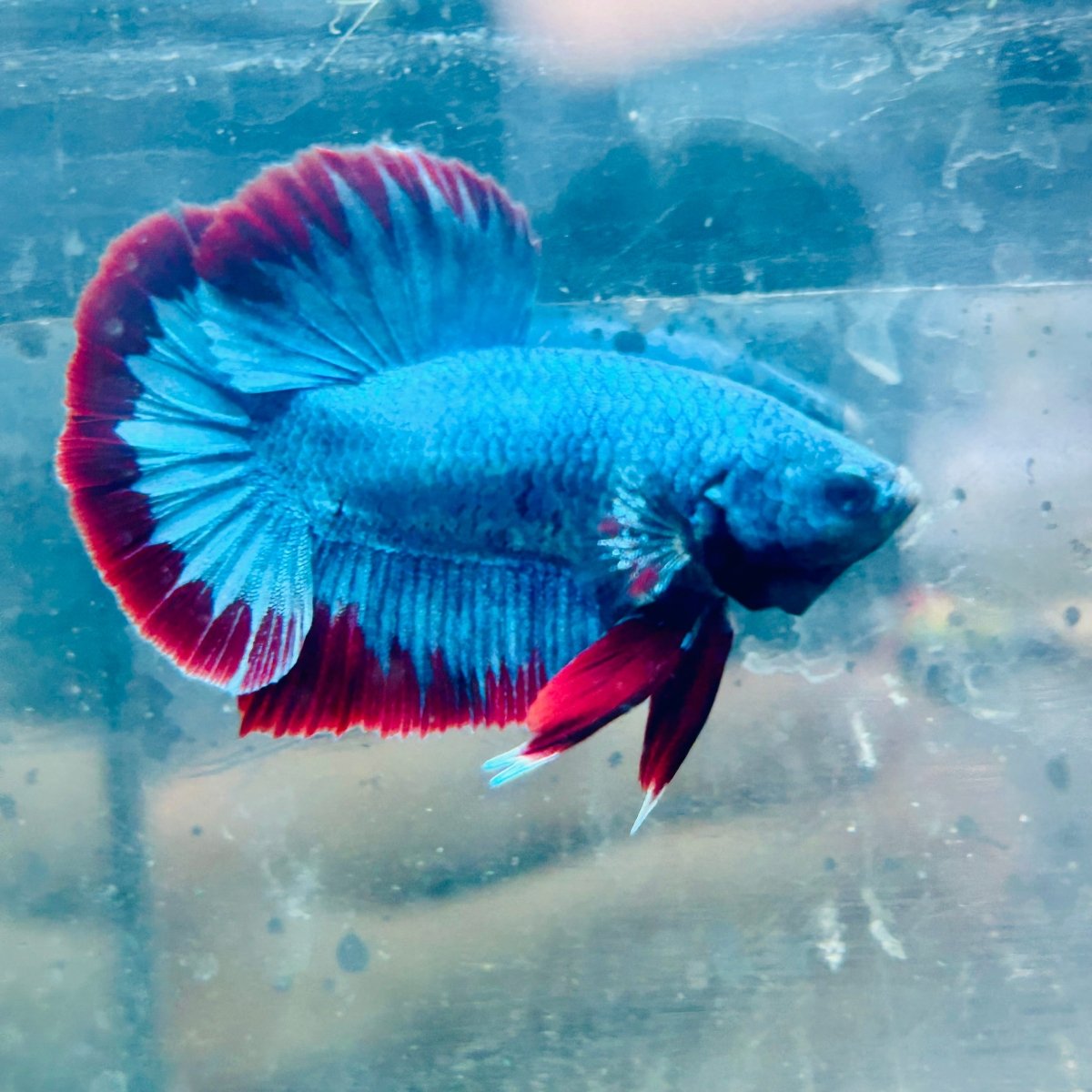 Betta macho de color rojo tipo Plakat, mascota #Au26