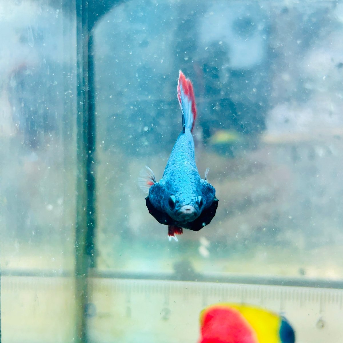 Betta macho de color rojo tipo Plakat, mascota #Au26
