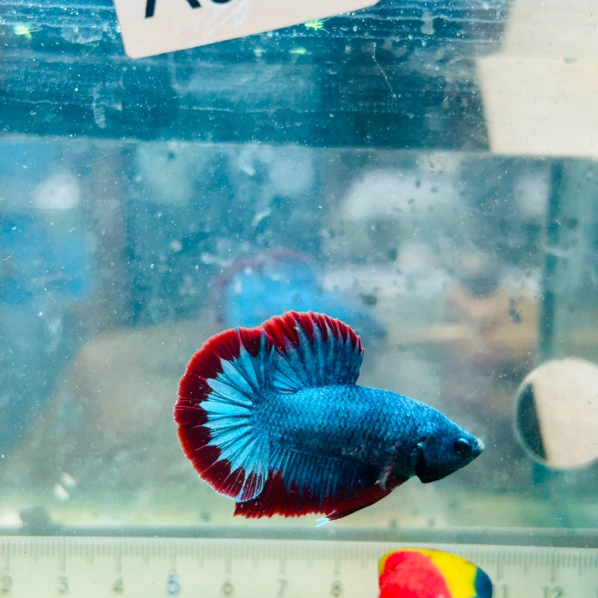 Betta macho de color rojo tipo Plakat, mascota #Au26