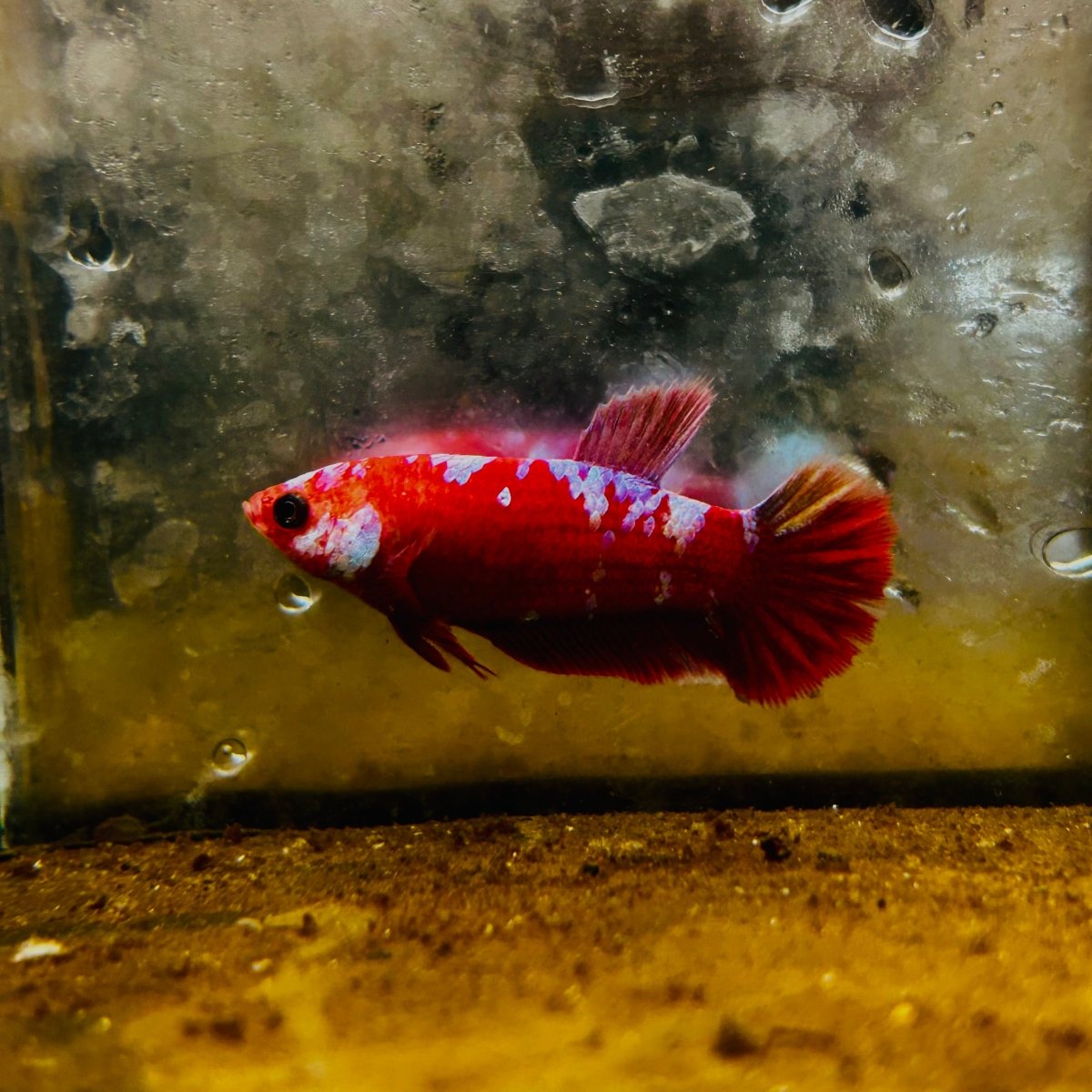Plakat Red Purple Galaxy Female Betta 153 Female betta